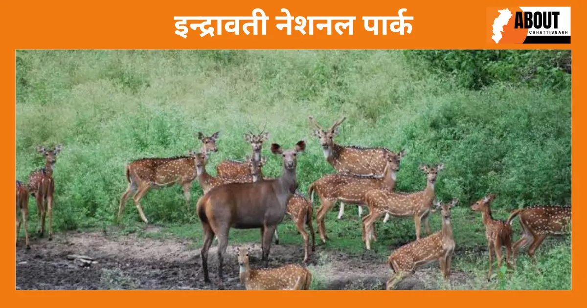 इन्द्रावती नेशनल पार्क